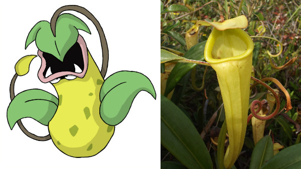 Pitcher Plant Victreebel