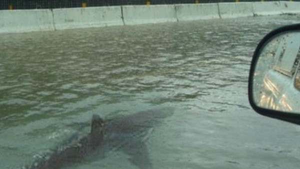 New Orleans Shark