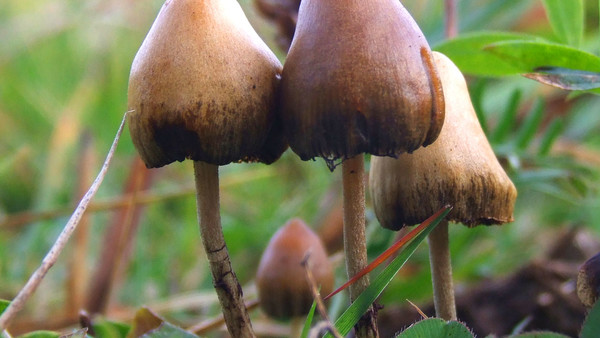 Magic Mushrooms
