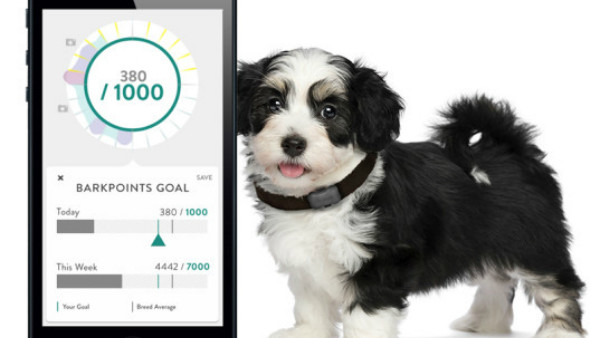 Fitbark Dog Tracker