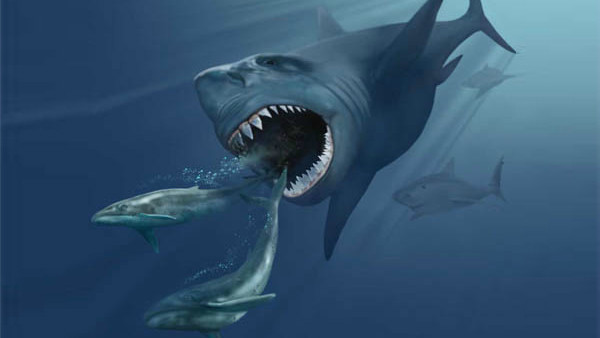 Megalodon Shark