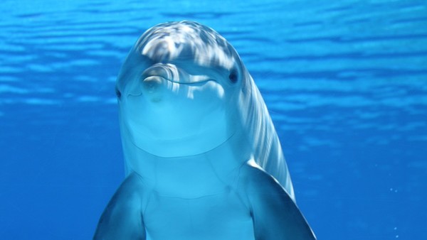 Dolphin 203875 960 720