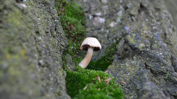 Small Mushroom