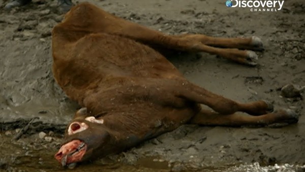 Cattle mutilation