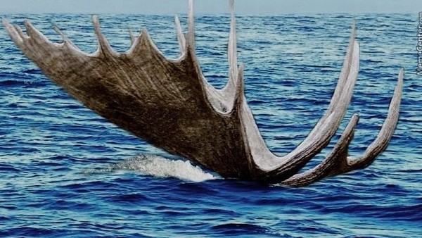 Moose Jaws