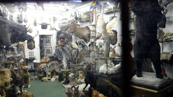 Taxidermist London