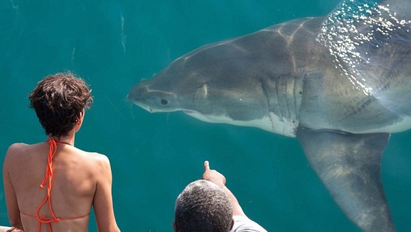 Dark Tide Halle Berry