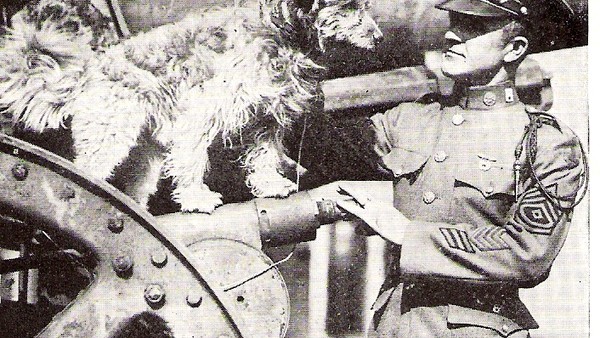 Dog hero