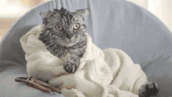 Cat Tv