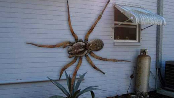 Hoax Spider