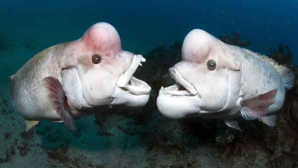 Blue Planet 2