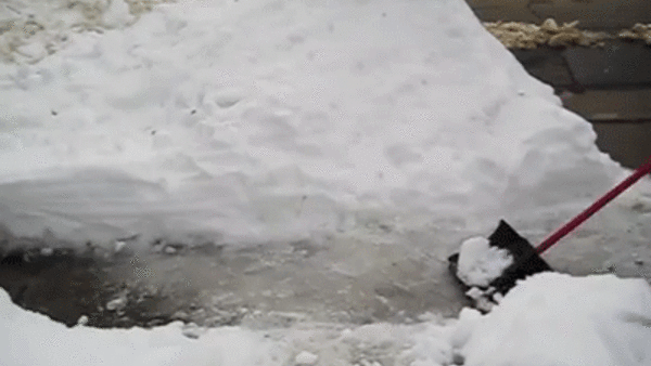 Snow Dog