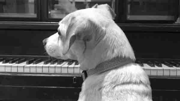 Westworld Dog