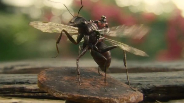 Ant-Man Anthony