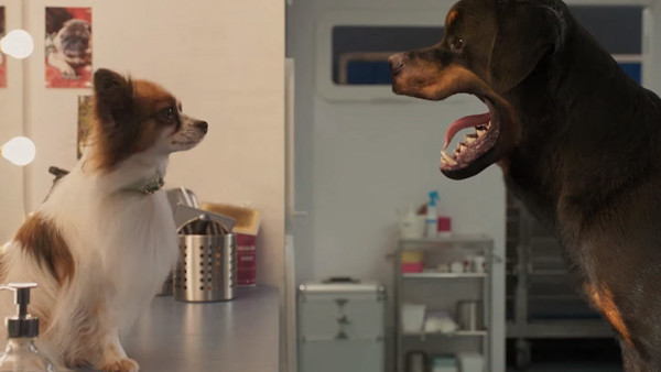 Show Dogs
