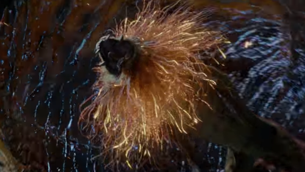 Fantastic Beasts Lion