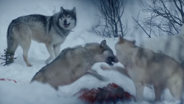 Hold The Dark - Wolves