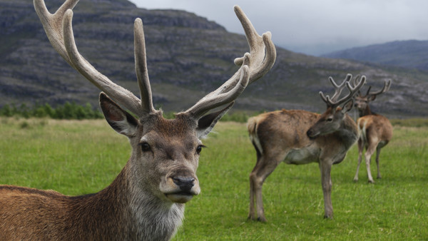 Red Deer Stag