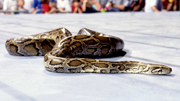 Jake Roberts Snake