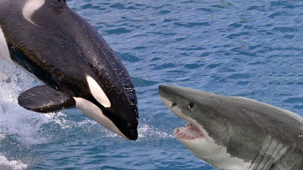 Orca Vs Shark