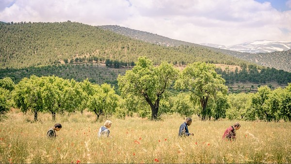 Poppies Demons of the Punjab