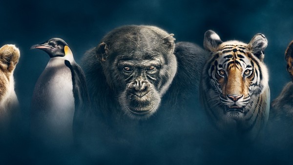 Dynasties BBC