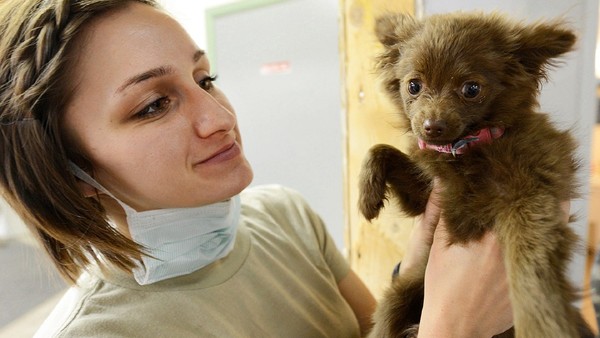 Vet with puppy