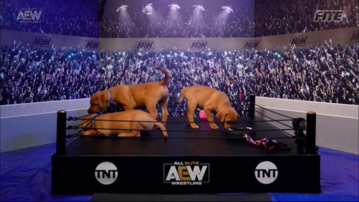 aew-puppy-battle-royale-announced-for-8-july