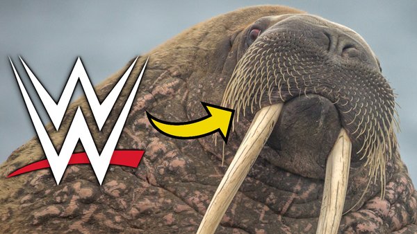 Wobbly Walrus