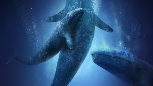 Big Miracle movie poster