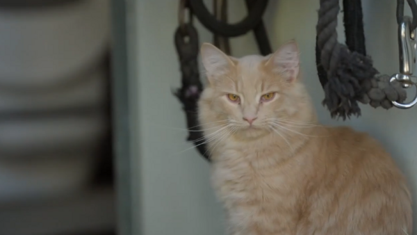 Stephanie’s Places Steve Austin Stephanie McMahon