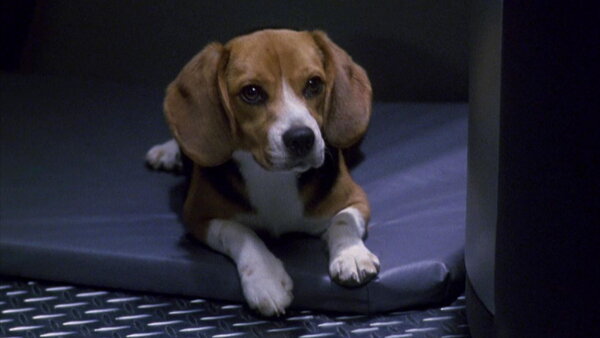 Porthos