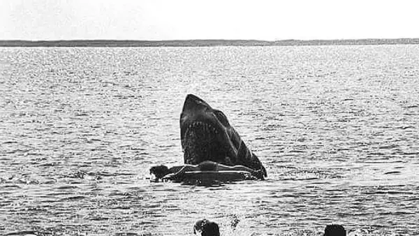 Jaws