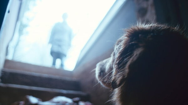Good Boy